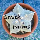 15 Seeds White Star Cactus house Flowers Garden