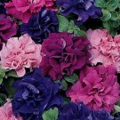 50 Seeds Double Red Pink Purple Mix Petunia Containers Hanging Baskets Flowers Garden