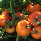 50 Seeds Earl of Edgecombe Tomato Tomatoe Vegetable Edible Canning Flowers Garden