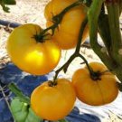 50 Seeds Seans Yellow Tomato Tomatoe Vegetable Edible Canning Flowers Garden