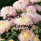 25 Seeds Duchess Peony Apricot Aster Flowers Garden