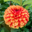 25 Seeds American Sunset Dahlia Perennial ing 096 Flowers Garden