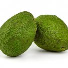 2 MSeeds Monroe Avocado Organic Delicious Creamy Fruit Flowers Garden