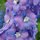 50 Seeds Fancy Delphinium Perennial Bloom 5 Flowers Garden