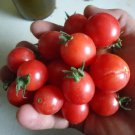 50 Seeds BHN YC Tomato Juicy Tomatoe Vegetable Flowers Garden