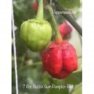 25 Seeds Pot Bubble Gum Pumpkin Red Pepper Fresh Healthy Flowers Garden
