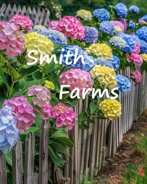 25 Seeds Rainbow Hydrangeas Hydrangea macrophylla Bush Shrub Landscape Flowers Garden