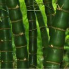 50 Seeds Fo Du Zhu Bamboo Privacy Climbing Clumping Shade Screen Flowers Garden