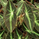 15 Seeds Begonia listada house Flowers Garden