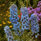 50 Seeds Moonlight Blues Delphinium Perennial 8 Flowers Garden