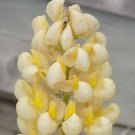 25 Seeds Yellow White Lupine Perennial Hardy 0 Flowers Garden