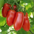 50 Seeds Ravello Tomato Tomatoe Vegetable Edible Canning Flowers Garden