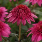 50 Seeds Watermelon Cone Echinacea Perennial Bloom 840 Flowers Garden