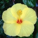20 Seeds Light Yellow HibiscusPerennial Bloom Flowers Garden