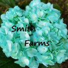 25 Seeds Teal Blue Hydrangeas Flowers Garden