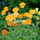 200 Seeds Moroccan Orange Poppy Flowers Garden