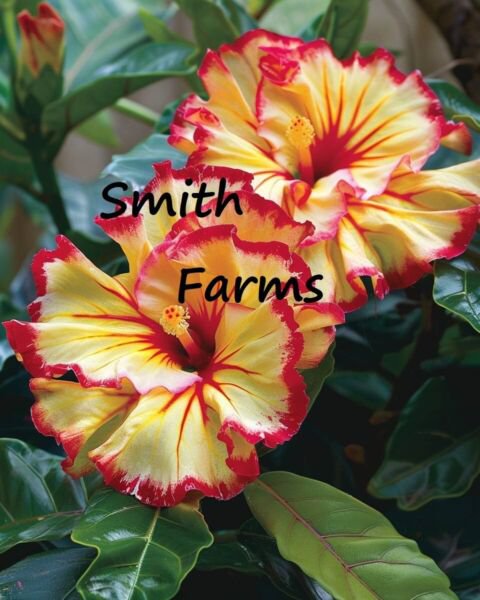 25 Seeds Sunset Hibiscus Hibiscus rosa sinensis Sunset Glow Flowers Garden