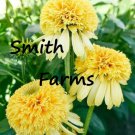 25 Seeds Lemon Drop Cone Echinacea Perennial Flowers Garden