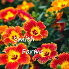 25 Seeds Autumn Sneezeweed Orange Helenium autumnale Flowers Garden