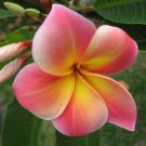 5 PSeeds Pink Yellow Plumeria Flowers Garden