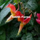 25 Seeds Lipstick Vine Columnea gloriosa Flowers Garden