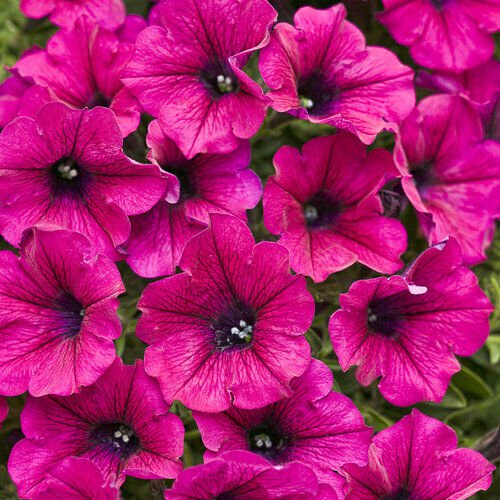 50 Seeds Bright Pink PetuniaBloom Annual Flowers Garden