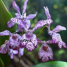 25 Seeds Cattleya Amethystoglossa Purple Flowers Garden