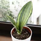 15 Seeds Whale s Fin Sansevieria house Flowers Garden