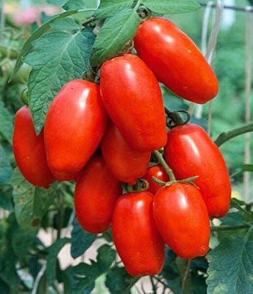 50 Seeds Olivade Tomato Tomatoe Vegetable Edible Canning Flowers Garden