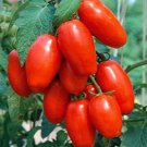 50 Seeds Olivade Tomato Tomatoe Vegetable Edible Canning Flowers Garden