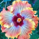 25 Seeds Blue Orange Hibiscus Flowers Garden