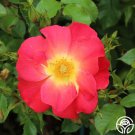 25 Seeds Yabba Dabba Doo rose Flowers Garden