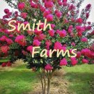 25 Seeds Pink Crepe Myrtle Tree Bright Colored Shrub Bush Landscaping Flowers Garden