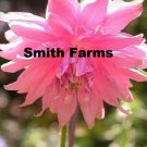 25 Seeds Pink Columbine Aquilegia vulgaris PERENNIAL Blooms Flowers Garden