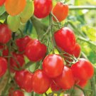50 Seeds Fantastico Tomato Juicy Tomatoe Vegetable Flowers Garden