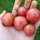 50 Seeds Napa Rose Blush Tomato Tomatoe Vegetable Edible Canning Flowers Garden