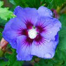 20 Seeds Blue Purple HibiscusPerennial Bloom 45 Flowers Garden