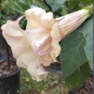 10 Seeds Box of Chocolate Angel Trumpet Brugmansia Datura Flowers Garden