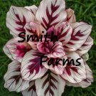 25 Seeds Red Blood Calathea Couture White Leaves Beautiful Flowers Garden