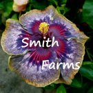 25 Seeds Purple Yellow Pink Hibiscus Hardy Perennial Flowers Garden
