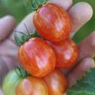 50 Seeds Cherry Ember Tomato Juicy Tomatoe Vegetable Flowers Garden