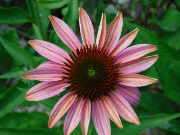 50 Seeds Pink Sherbert Cone Echinacea Perennial 30 Flowers Garden
