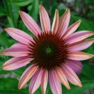 50 Seeds Pink Sherbert Cone Echinacea Perennial 30 Flowers Garden