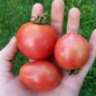 50 Seeds Jolly Tomato Tomatoe Vegetable Flowers Garden