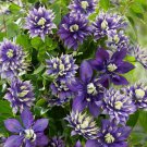 25 Seeds Double Dark Purple ClematisPerennial 9 Flowers Garden
