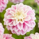 25 Seeds Fluffles Dahlia Perennial ing Bloom Flowers Garden