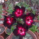 4 PSeeds Pink Black White Desert Rose Adenium Perennial Flowers Garden