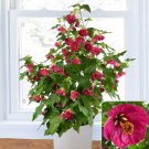 15 Seeds AbutilonRuby Razzmatazz Tree Flowers Garden
