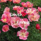 200 Seeds Thai Silk Pink Poppy Flowers Garden