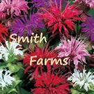 25 Seeds Purple Pink White Bee Balm Bloom Hummingbird Flowers Garden